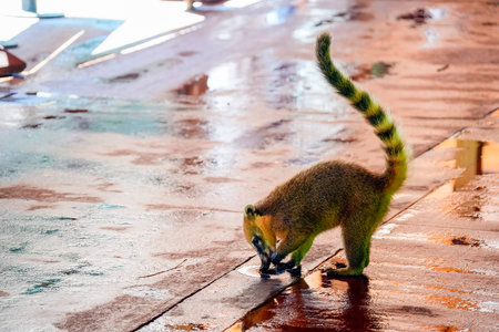 A Wild Coati in Iguazu falls train station