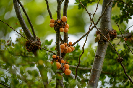 The Indian bread or Darwin's fungus Pan de indio parasitic edible orange fungus Cyttaria darwinii or...