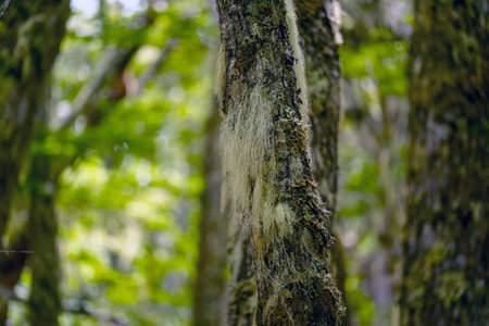 The Barba de viejo Spanish moss Tillandsia usneoides in ushuaia patagonia terra del fuego forestの写真素材