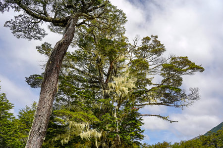 The Barba de viejo Spanish moss Tillandsia usneoides in ushuaia patagonia terra del fuego forest
