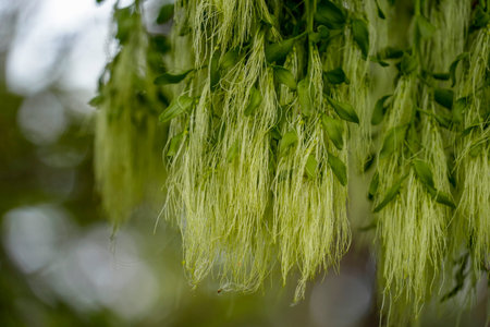 The Barba de viejo Spanish moss Tillandsia usneoides in ushuaia patagonia terra del fuego forest
