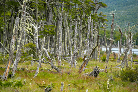 The Bombilla Forestal Reserve in Tierra del Fuego Argentina
