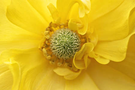 Center of yellow flower
