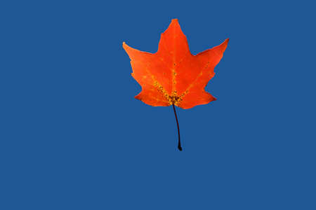 Red leafの写真素材