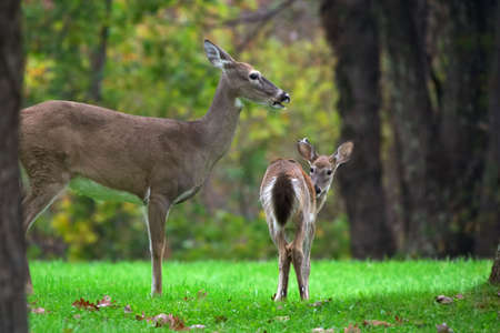 Deer's family / Shenandoah National Park. Virginiaの写真素材