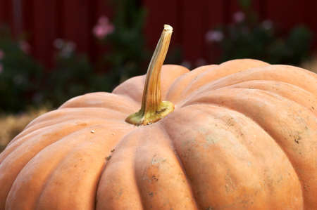 Big pumpkinの写真素材
