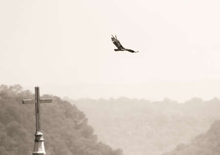 Bird and churchの写真素材