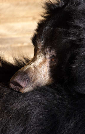 Resting bearの写真素材