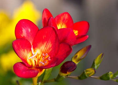 Red flowers in a botanic gardenの写真素材