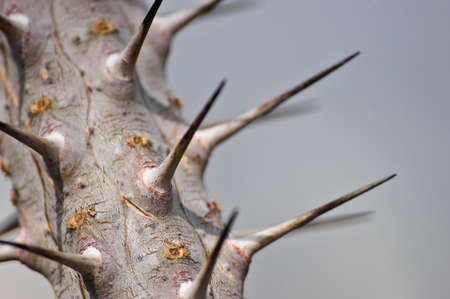 Thornsの写真素材