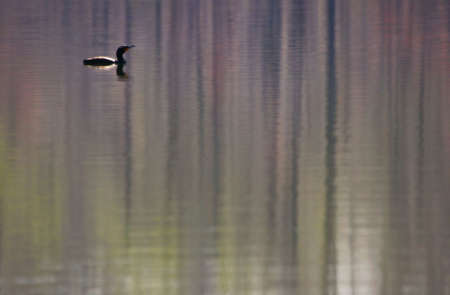 Bird on the lakeの写真素材