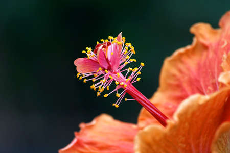 Center of flower / Hibiscusの写真素材