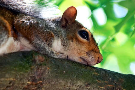 Thoughtful squirrelの写真素材