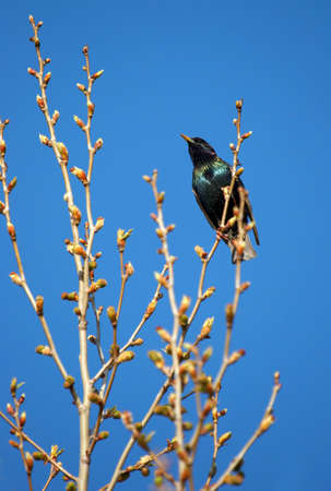 European starling on the treeの写真素材