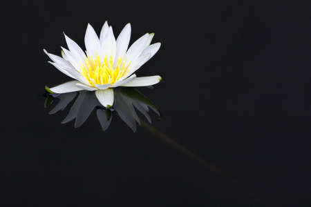 White waler-lilyの写真素材