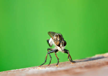 Insectの写真素材