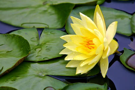 Yellow water-lilyの写真素材