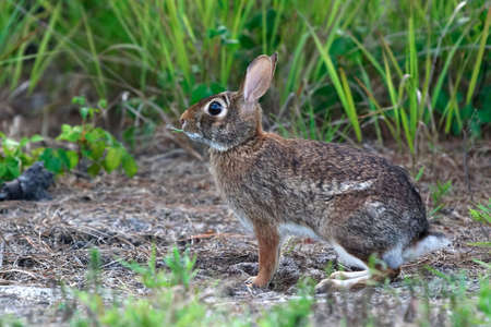 Bunnyの写真素材