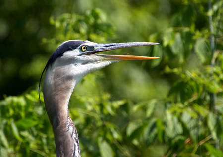 Blue heronの写真素材