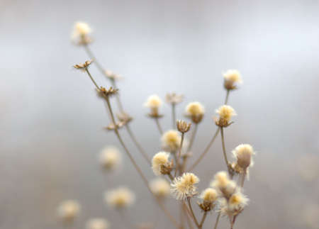 Winter flowersの写真素材