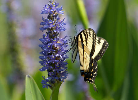 Easter tiger swallowtail on pickerelweedの写真素材