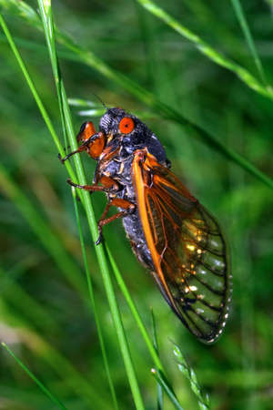 Cicada close upの写真素材