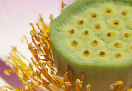 American lotusの写真素材