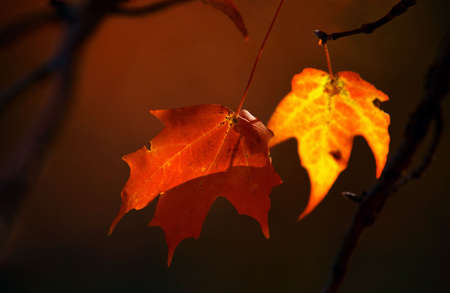 Red and yellow maple leaves on brown background