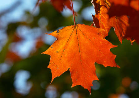 Maple Leafの写真素材