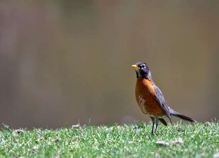 American robinの写真素材