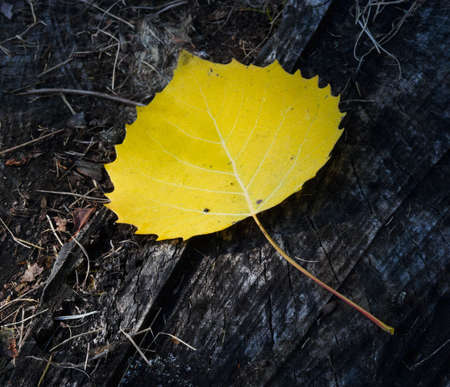 Yellow birch leaf on the black stumpの写真素材