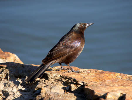 Black Crowの写真素材