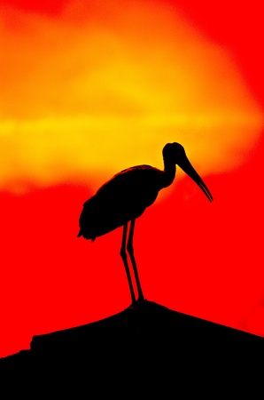 silhouette of stork birdの写真素材