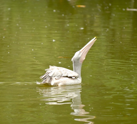 Pelican drink at lakeの写真素材