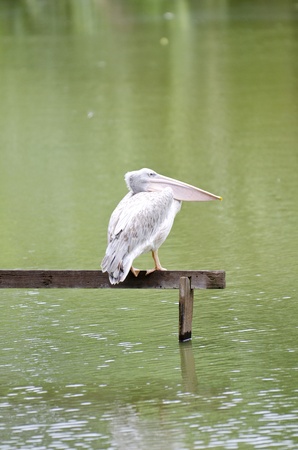 Pelican stay on jetty woodの写真素材