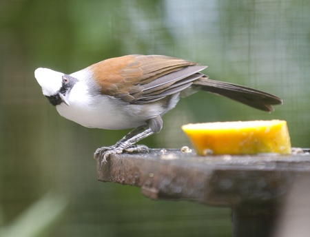 White head little bird and brown wingの写真素材