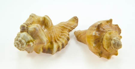 two sizes of clamshell on a white background isolated の写真素材