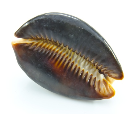 Mouth of shellの写真素材