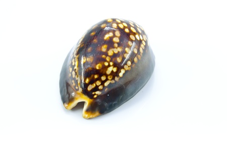 black shining shellの写真素材