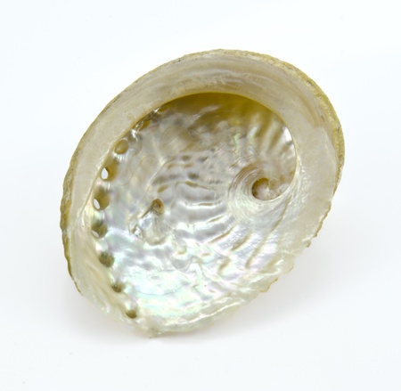 shining of shellの写真素材