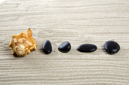 Shell on the sand の写真素材