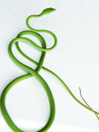 Green snakeの写真素材