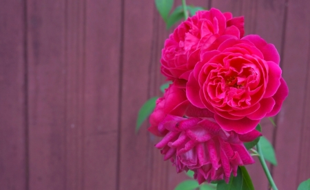 Red roses close up in the garden Background の写真素材