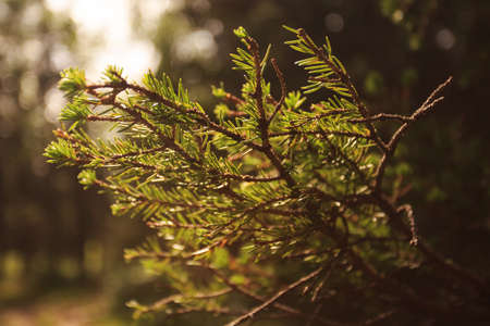 Pine branch in back light in the mountainの写真素材