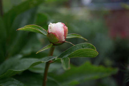 Pink rose flower bud in summer gardenの写真素材