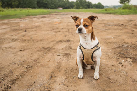 Small dog sitting on country road at summer day