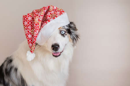Australian shepherd in christmas hat closeup portraitの写真素材
