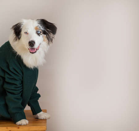 Australian shepherd in green jacket on light gray background. Autumn concept.の写真素材