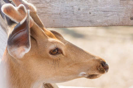 Yong deer head Portrait closeup zoo outdoorの写真素材