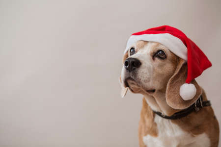 Beagle dogs head looking up portrait on light gray background. Closeup.の写真素材